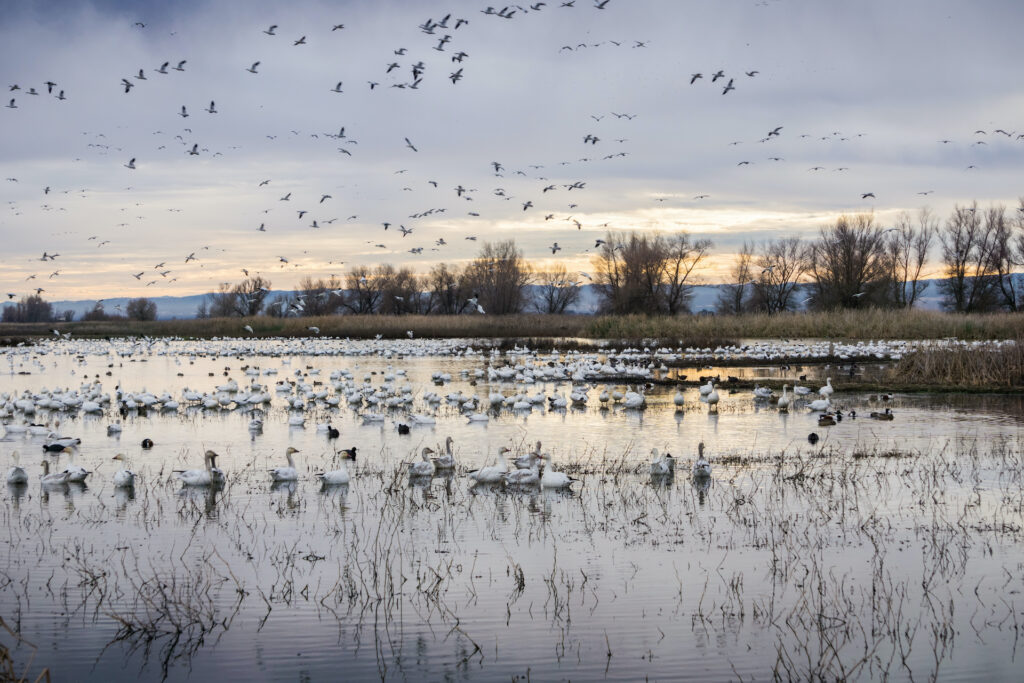 Flocks of snow geese resting in the shallow ponds of Colusa Wildlife Refuge; Sacramento National Wildlife Refuge, California