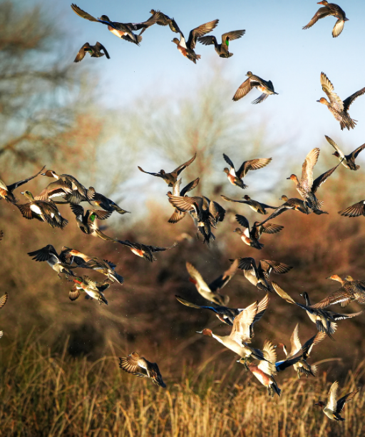 Duck Hunting